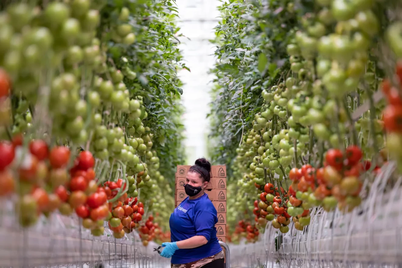An AppHarvest employee walks between rows of tomatoes in the company’s Morehead, Kentucky, greenhouse.